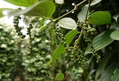 Giá tiêu hôm nay 10/10: Thị trường trong nước đi ngang