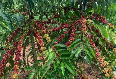 Giá cà phê hôm nay 12/10: Thị trường trong nước ở mức thấp