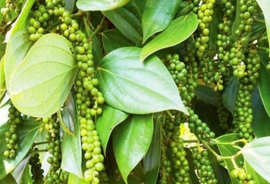 Giá tiêu hôm nay 12/10: Tiếp tục giảm thêm 500 đồng