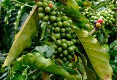 Giá cà phê hôm nay 13/10: Robusta tăng mạnh