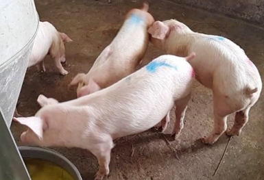 Giá heo hơi hôm nay 13/10: Giảm cao nhất 2.000 đồng