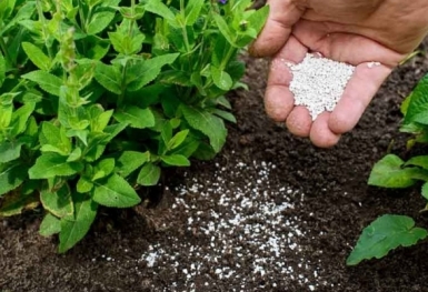 Giá phân bón hôm nay 13/10: Kali giao dịch chậm