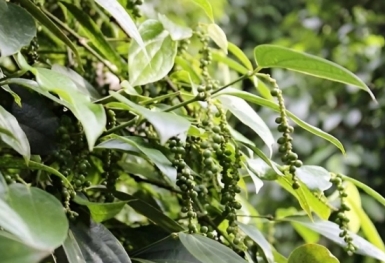 Giá tiêu hôm nay 13/10: Giữ ổn định