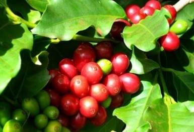 Giá cà phê hôm nay 14/10: Robusta và Arabica đều tăng mạnh