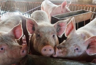 Giá heo hơi hôm nay 14/10: Giảm rải rác