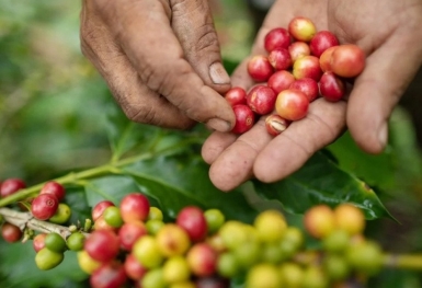 Giá cà phê hôm nay 16/10: Arabica hồi phục