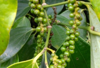 Giá tiêu hôm nay 16/10: Duy trì ổn định