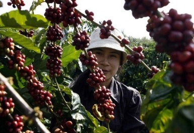 Giá cà phê hôm nay 18/10: Robusta và Arabica tiếp đà phục hồi