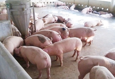 Giá heo hơi hôm nay 18/10: Tiếp đà giảm tại nhiều tỉnh thành