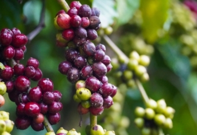 Giá cà phê hôm nay 19/10: Robusta giữ đà tăng