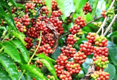 Giá cà phê hôm nay 20/10: Giảm sốc, về mức thấp nhất 5 tháng qua