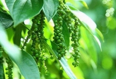Giá tiêu hôm nay 20/10: Đồng loạt đi ngang