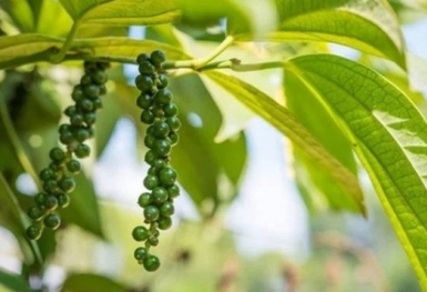 Giá tiêu hôm nay 22/10: Tăng nhẹ vào cuối tuần