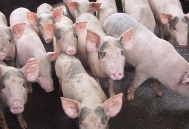 Giá heo hơi hôm nay 23/10: Lặng sóng ở 3 miền