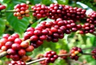 Giá cà phê hôm nay 24/10: Đi ngang