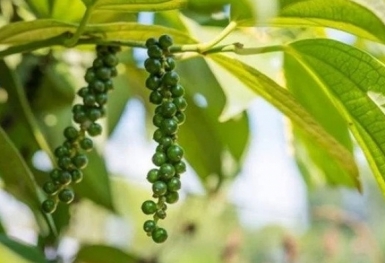Giá tiêu hôm nay 25/10: Đồng loạt chững lại