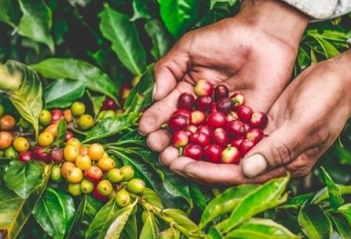 Giá cà phê hôm nay 26/10: Quay đầu giảm