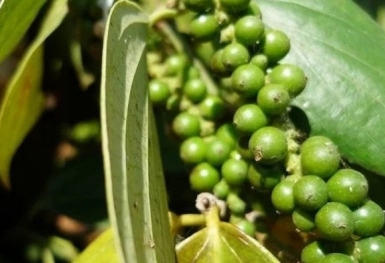 Giá tiêu hôm nay 27/10: Thị trường trong nước đi ngang