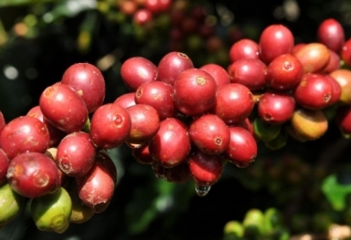 Giá cà phê hôm nay 28/10: Robusta và Arabica xu hướng giảm