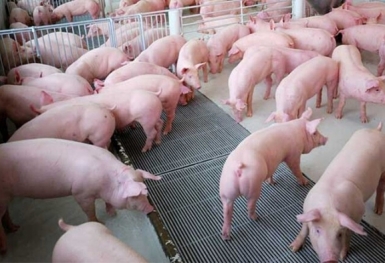 Giá heo hơi hôm nay 29/10: Cao nhất ở mức 54.000 đồng/kg