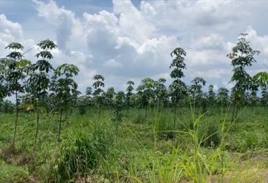 Thu hồi hơn 26,7ha đất của Tổng Công ty Cao su Đồng Nai làm khu tái định cư