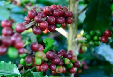 Giá cà phê hôm nay 30/10: Cao nhất ở mức 59.500 đồng/kg