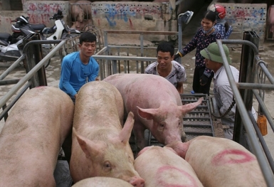 Giá heo hơi hôm nay 30/10: Không có biến động