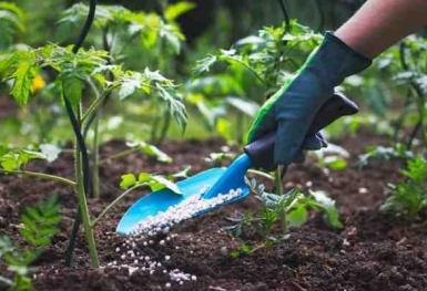 Giá phân bón hôm nay 30/10: Nhu cầu tiêu thụ yếu