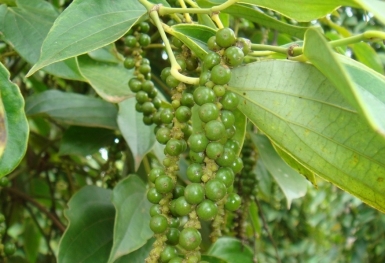 Giá tiêu hôm nay 30/10: Đồng loạt giảm