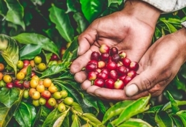 Giá cà phê hôm nay 2/11: Tăng nhẹ trở lại