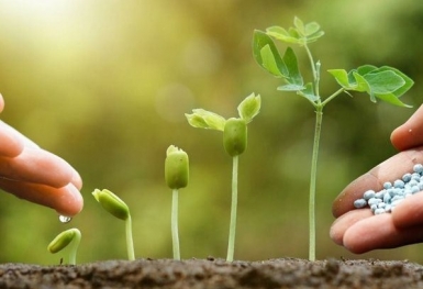 Giá phân bón hôm nay 2/11: DAP Trung Quốc giảm