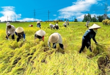 Xuất khẩu nông, lâm, thủy sản 10 tháng mang về hơn 43 tỷ USD