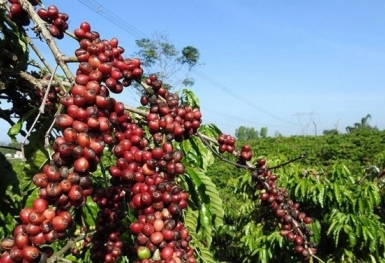 Giá cà phê hôm nay 3/11: Thị trường trong nước giảm mạnh