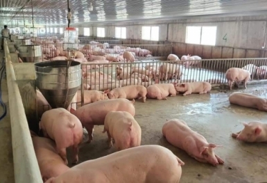 Giá heo hơi hôm nay 3/11: Tăng cao nhất 2.000 đồng tại miền Bắc
