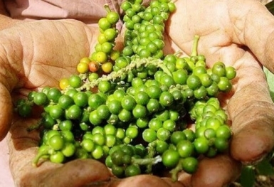 Giá tiêu hôm nay 3/11: Giảm 500 đồng tại Tây Nguyên