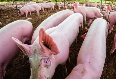 Giá heo hơi hôm nay 4/11: Đi ngang trên cả nước
