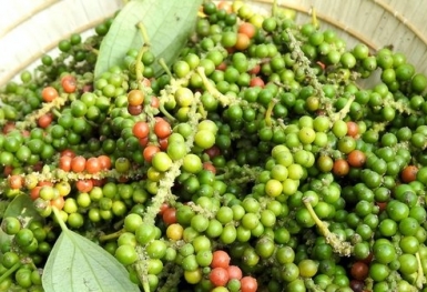 Giá tiêu hôm nay ngày 5/11: Duy trì ổn định