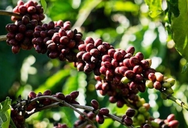 Giá cà phê hôm nay 6/11: Thị trường trong nước giảm nhẹ