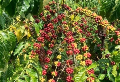 Giá cà phê hôm nay 7/11: Tiếp tục xu hướng giảm