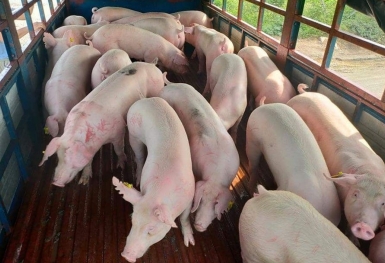 Giá heo hơi hôm nay 7/11: Biến động không đồng nhất
