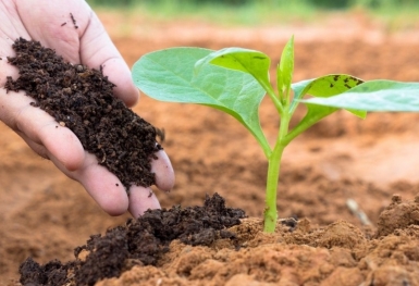 Giá phân bón hôm nay 7/11: DAP giao dịch chậm