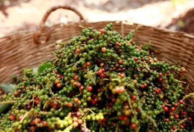 Giá tiêu hôm nay 7/11: Thị trường ổn định