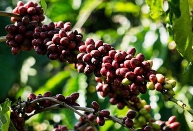 Giá cà phê hôm nay 8/11: Thị trường trong nước tăng