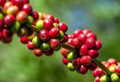 Giá cà phê hôm nay 12/11: Thị trường trong nước giảm nhẹ