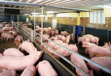 Giá heo hơi hôm nay 13/11: Ổn định và đi ngang
