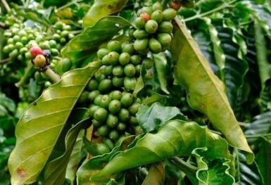 Giá cà phê hôm nay 14/11: Robusta bật tăng mạnh, vượt mốc 2.500 USD/tấn
