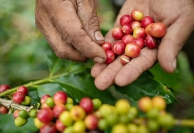 Giá cà phê hôm nay 16/11: Robusta đảo chiều tăng mạnh