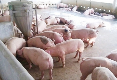 Giá heo hơi hôm nay 16/11: Biến động trái chiều tại các địa phương