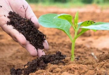 Giá phân bón hôm nay 17/11: DAP Tường Phong giảm