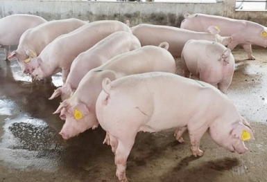 Giá heo hơi hôm nay 18/11: Giảm rải rác ở một vài địa phương
